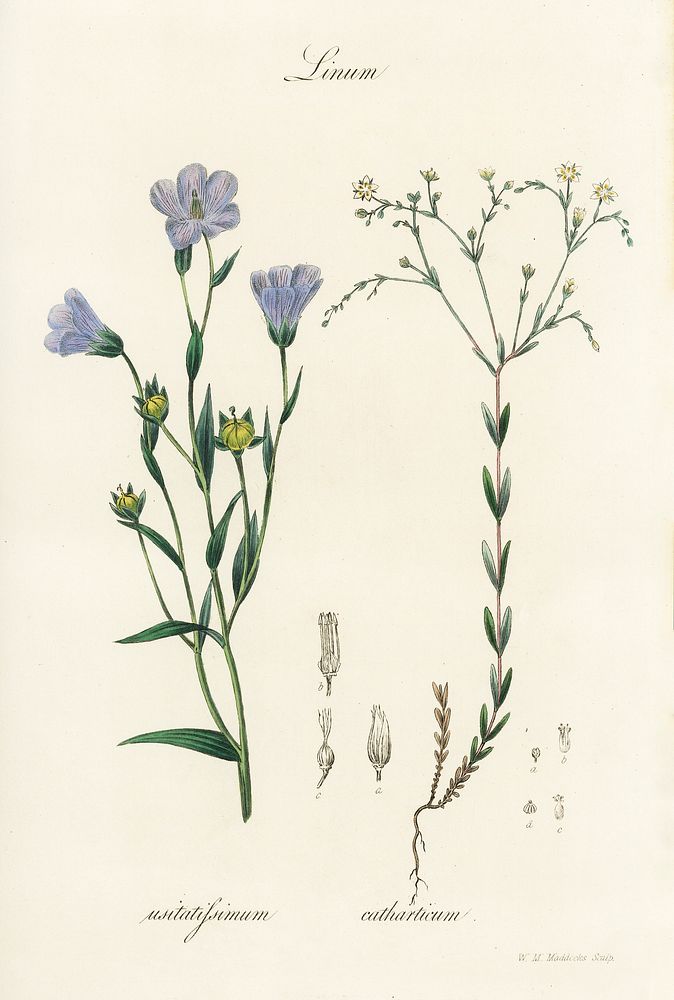 Flax (Linum) illustration. Digitally enhanced from our own book, Medical Botany (1836) by John Stephenson and James Morss…