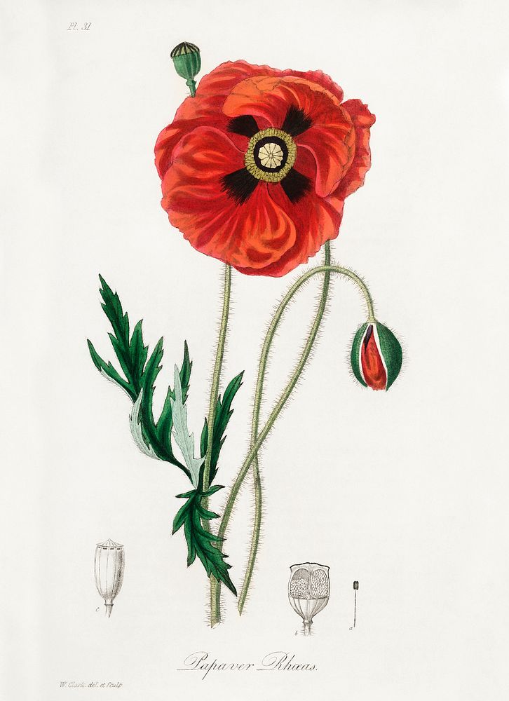 Common poppy (Papaver rhoeas) illustration. Digitally enhanced from our own book, Medical Botany (1836) by John Stephenson…