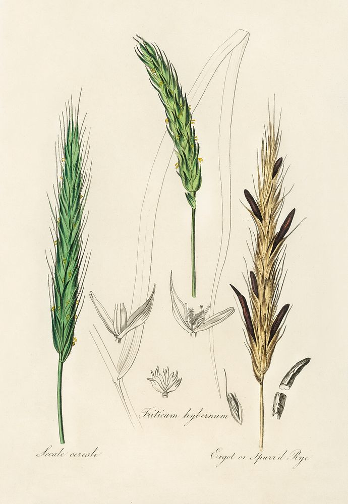 Rye illustration. Digitally enhanced from our own book, Medical Botany (1836) by John Stephenson and James Morss Churchill.