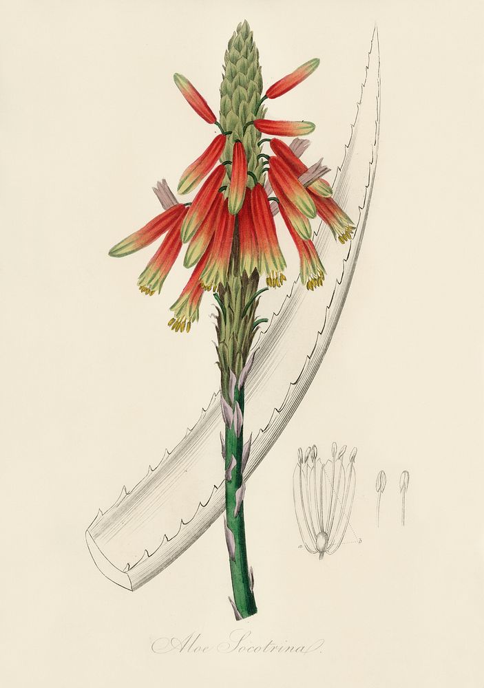 Aloe socotrina illustration. Digitally enhanced from our own book, Medical Botany (1836) by John Stephenson and James Morss…