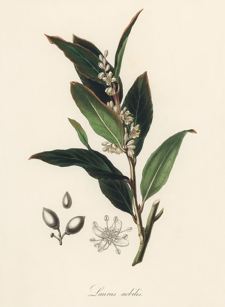 Bay laurel (Laurus nobilis) illustration. Digitally enhanced from our own book, Medical Botany (1836) by John Stephenson and…