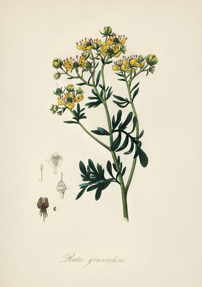 Rue (Ruta graveolens) illustration. Digitally enhanced from our own book, Medical Botany (1836) by John Stephenson and James…