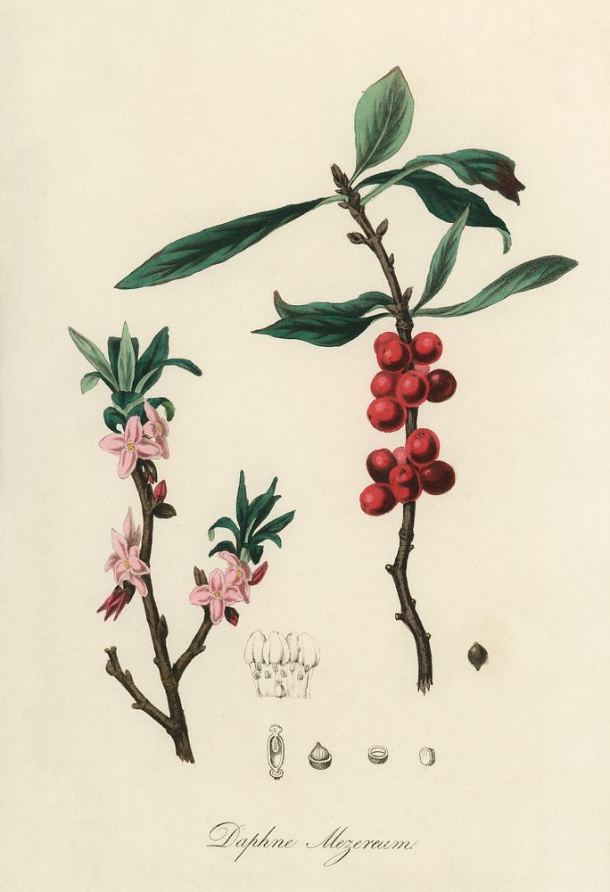 February daphne (Daphne mezereum) illustration. Digitally enhanced from our own book, Medical Botany (1836) by John…