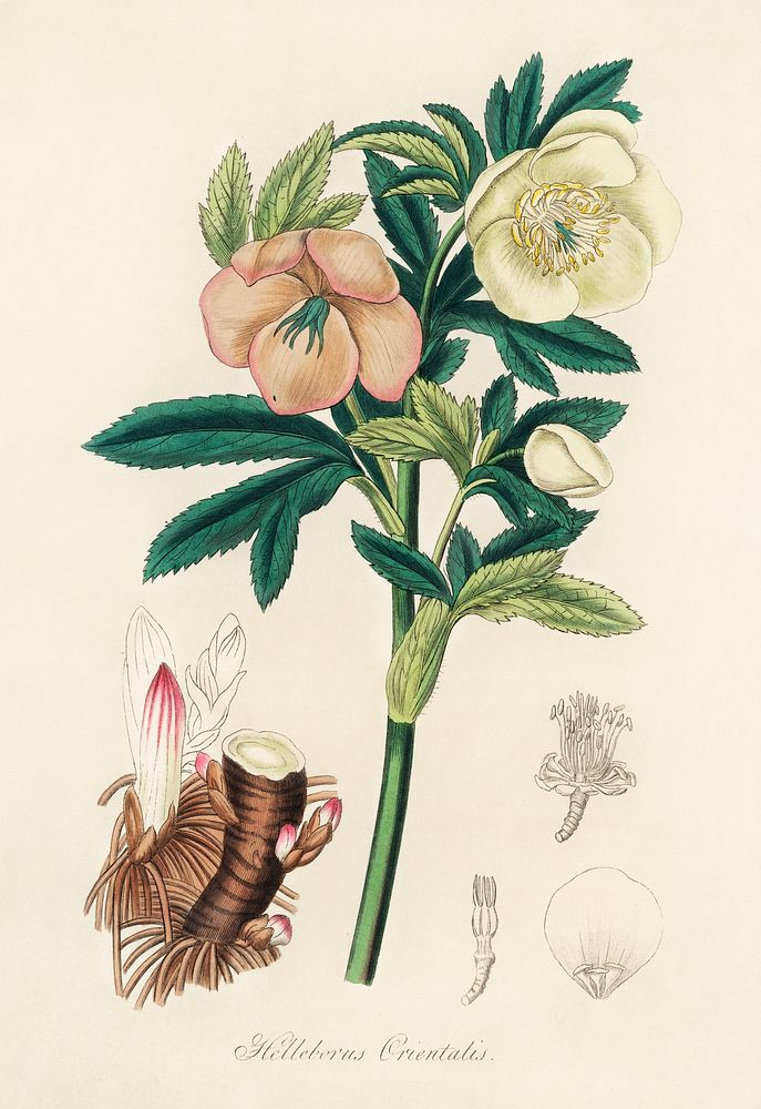 Hellebore (Helleborus orientalis) illustration. Digitally enhanced from our own book, Medical Botany (1836) by John…