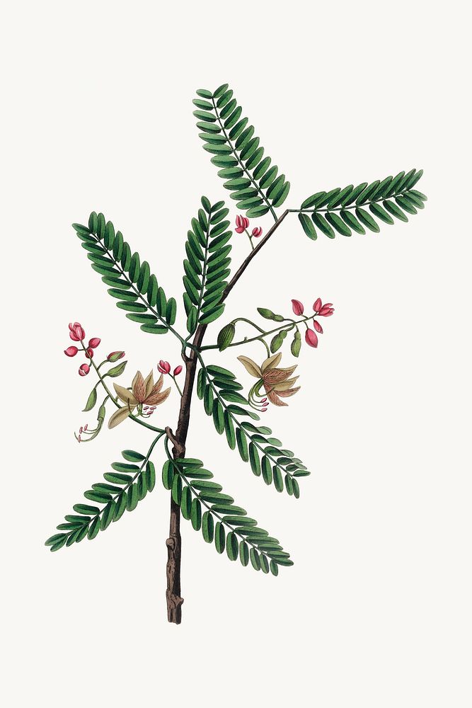 Botanical tamarind psd vintage plant sketch