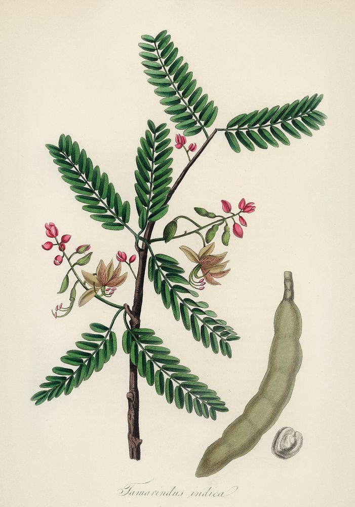 Tamarind (Tamarindus indica) illustration. Digitally enhanced from our own book, Medical Botany (1836) by John Stephenson…