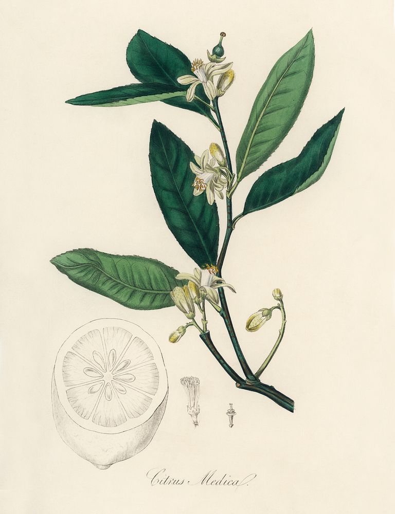 Citron (Citrus medica) illustration. Digitally enhanced from our own book, Medical Botany (1836) by John Stephenson and…