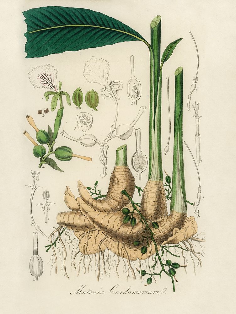 True cardamom (Matonia cardamomun) illustration. Digitally enhanced from our own book, Medical Botany (1836) by John…