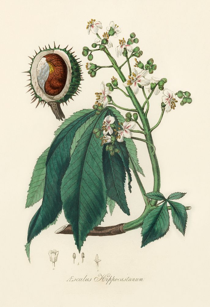 European horse-chestnut (Aesculus hippocastanum) illustration. Digitally enhanced from our own book, Medical Botany (1836)…