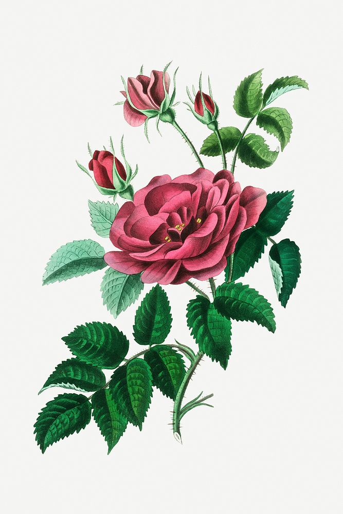 Botanical rose psd vintage plant sketch