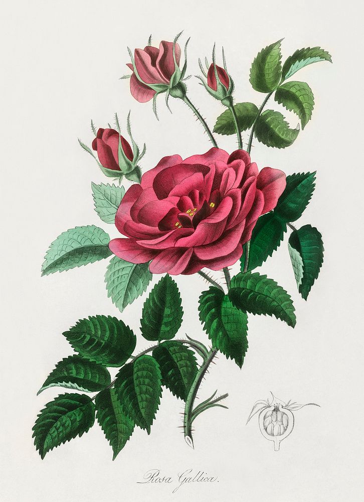 French rose (Rosa gallica) illustration. Digitally enhanced from our own book, Medical Botany (1836) by John Stephenson and…