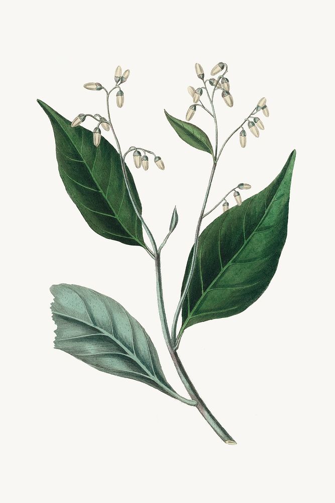 Psd botanical gum benjamin medicinal plant sketch