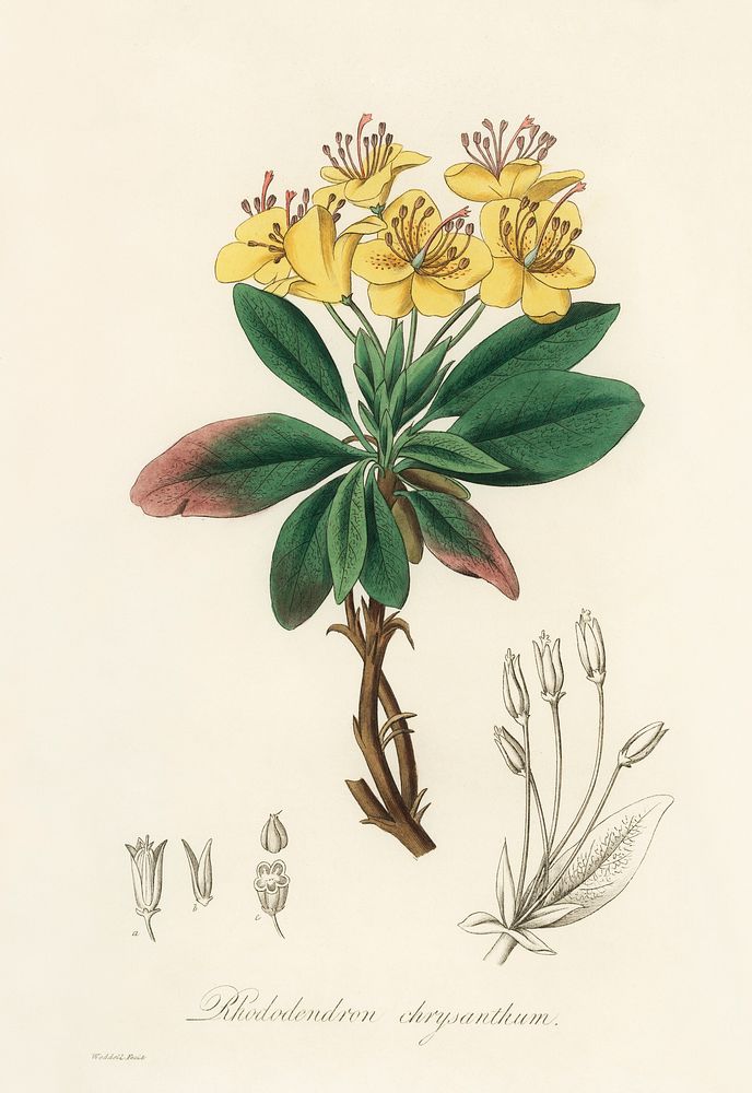 Gum benjamin tree (Rhododendron chrysanthum) illustration. Digitally enhanced from our own book, Medical Botany (1836) by…