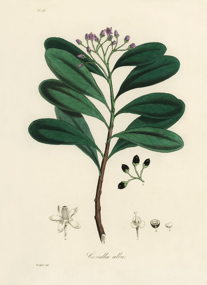Cinnamon bark (Canella alba) illustration. Digitally enhanced from our own book, Medical Botany (1836) by John Stephenson…