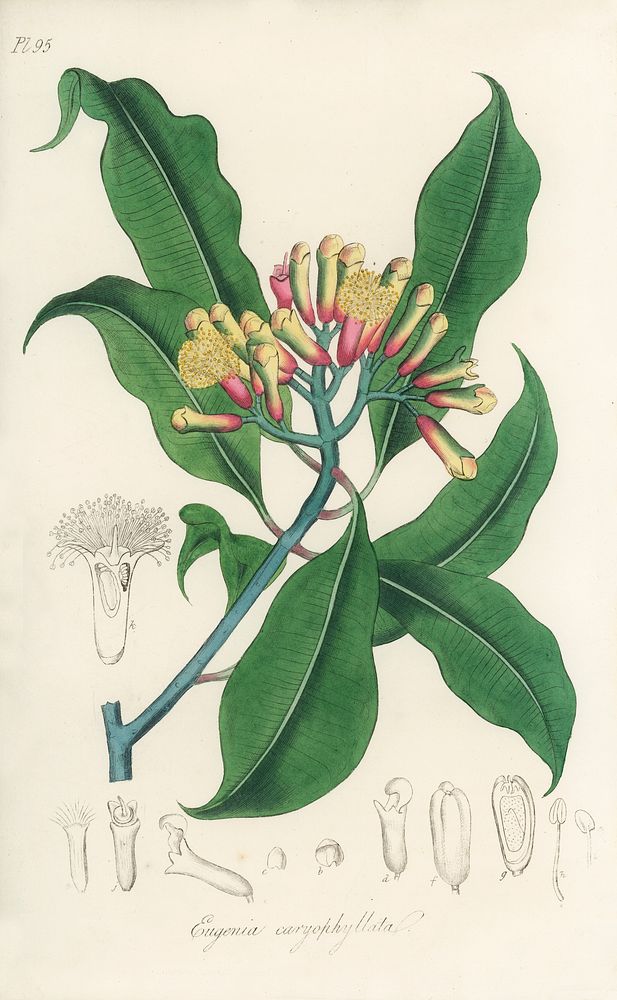 Cloves (Eugenia caryophyllata) illustration. Digitally enhanced from our own book, Medical Botany (1836) by John Stephenson…