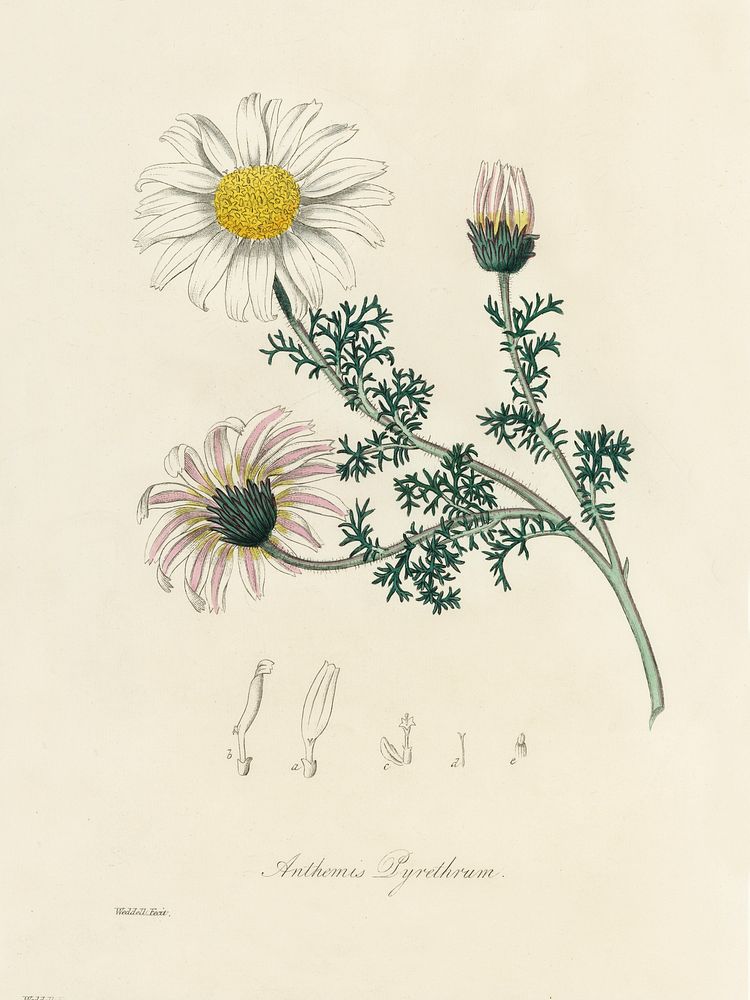 Mount Atlas daisy (Anthemis pyrethrum) illustration. Digitally enhanced from our own book, Medical Botany (1836) by John…