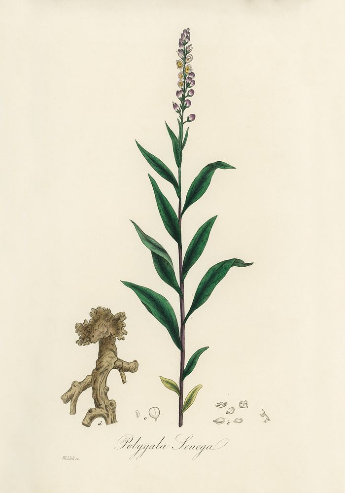 Cloves (Eugenia caryophyllata) illustration. Digitally enhanced from our own book, Medical Botany (1836) by John Stephenson…