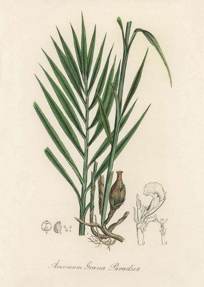 Amomum (Amomum granum) paradisi illustration. Digitally enhanced from our own book, Medical Botany (1836) by John Stephenson…