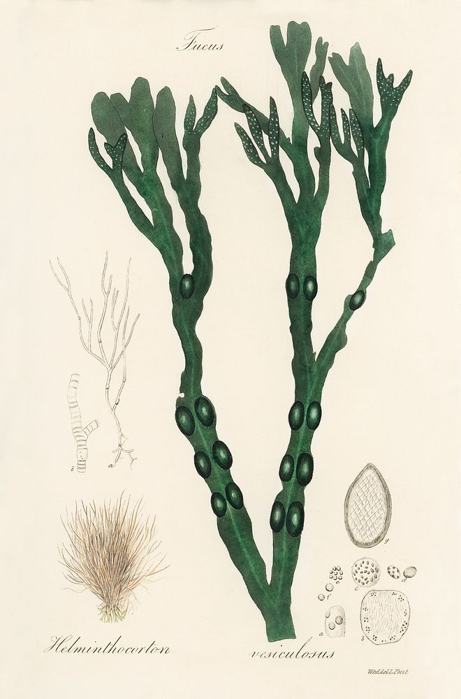Bladder wrack (Fucus vesiculosus) illustration. Digitally enhanced from our own book, Medical Botany (1836) by John…