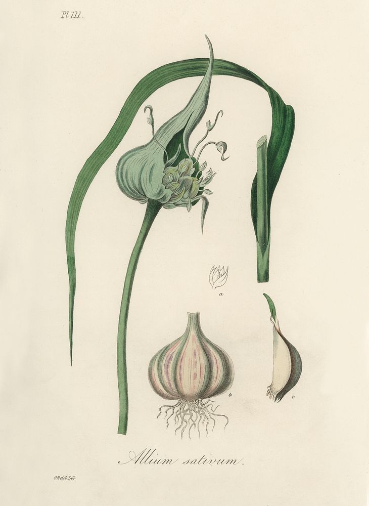 Garlic (Allium sativum) illustration. Digitally enhanced from our own book, Medical Botany (1836) by John Stephenson and…