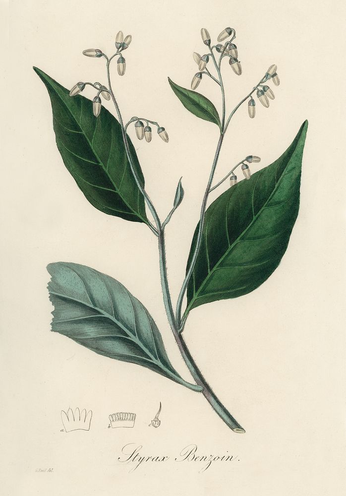 Gum benjamin tree (Styrax benzoin illustration. Digitally enhanced from our own book, Medical Botany (1836) by John…