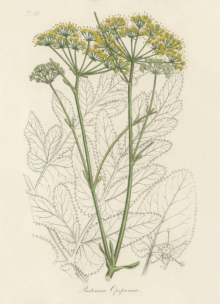 Opobalsam (Pastinaca opopanax) illustration. Digitally enhanced from our own book, Medical Botany (1836) by John Stephenson…