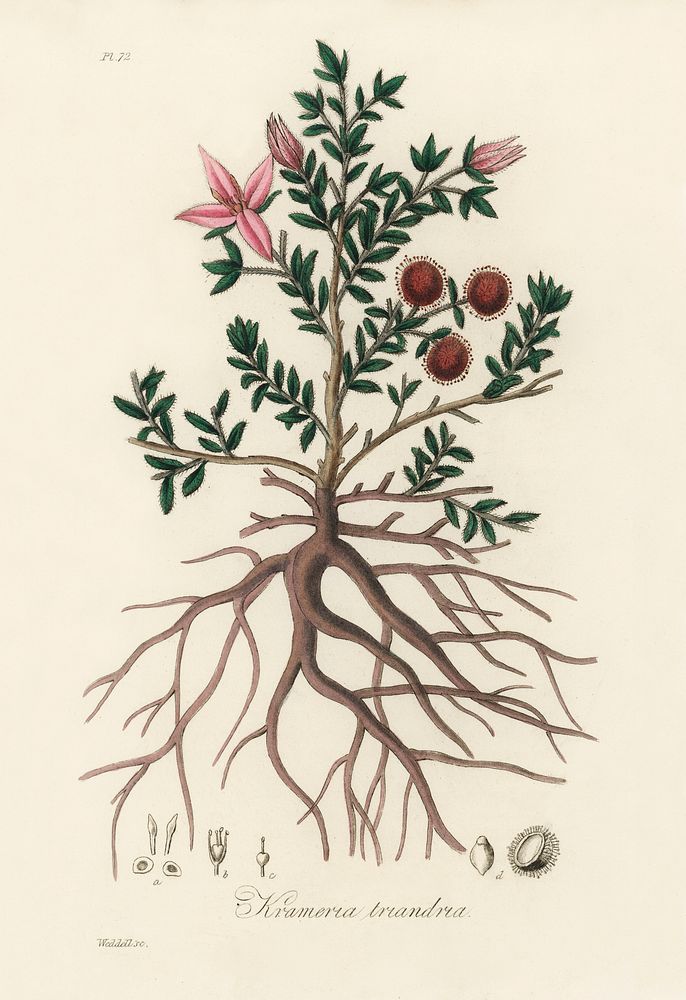 Rhatany (krameria triandrea) illustration. Digitally enhanced from our own book, Medical Botany (1836) by John Stephenson…