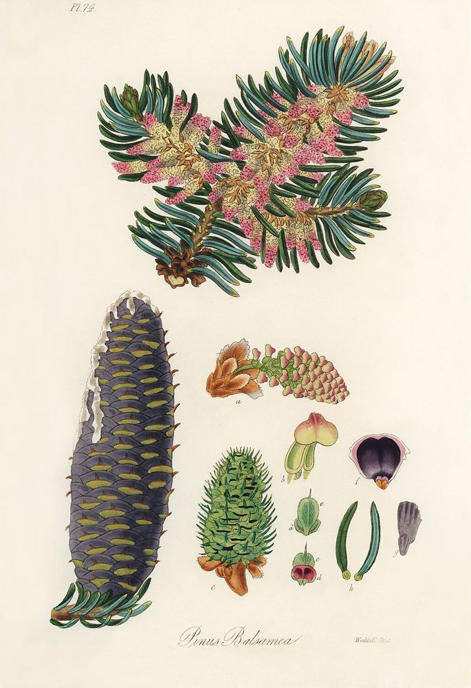 Balsam (Pinus balsamea) illustration. Digitally enhanced from our own book, Medical Botany (1836) by John Stephenson and…