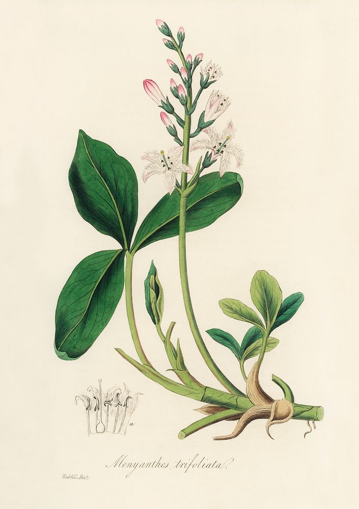 Bogbean (Menyanthes trifoliata) illustration. Digitally enhanced from our own book, Medical Botany (1836) by John Stephenson…