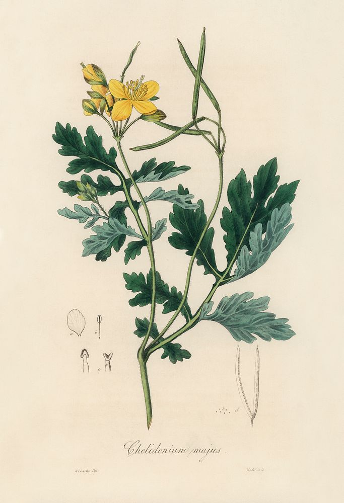 Greater celandine (Chelidonium majus) illustration. Digitally enhanced from our own book, Medical Botany (1836) by John…