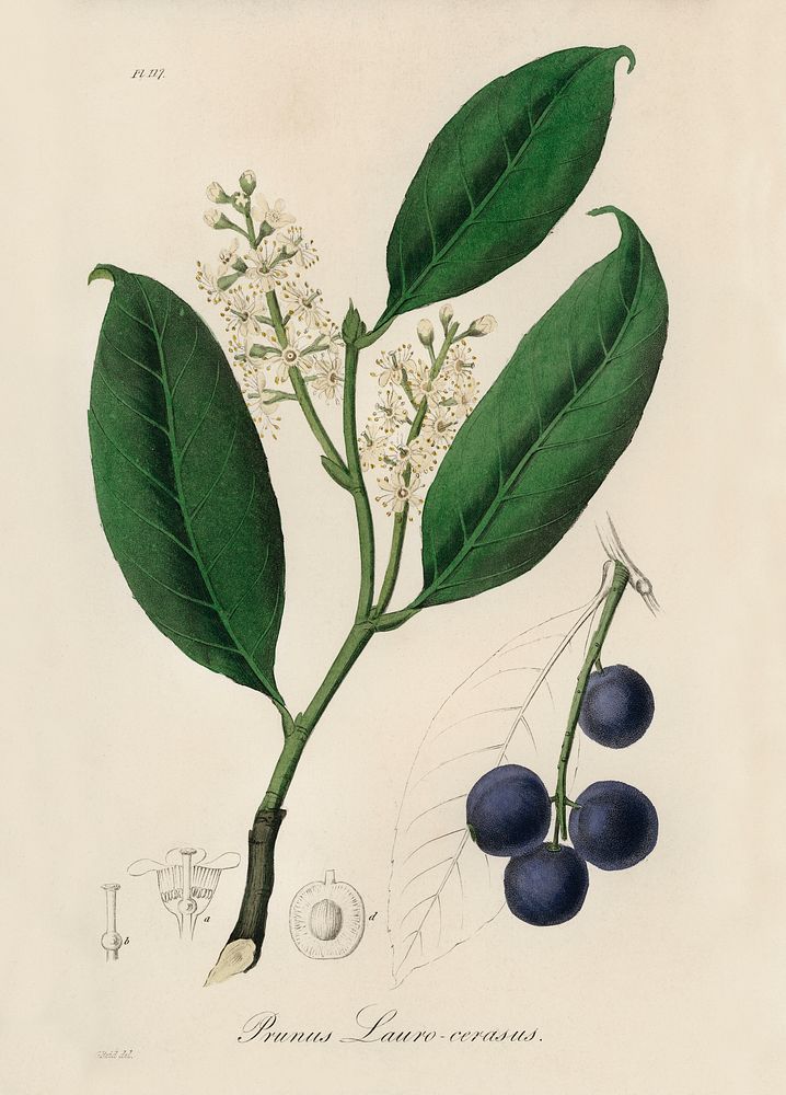Cherry laurel (Prunus laurocerasus) illustration. Digitally enhanced from our own book, Medical Botany (1836) by John…