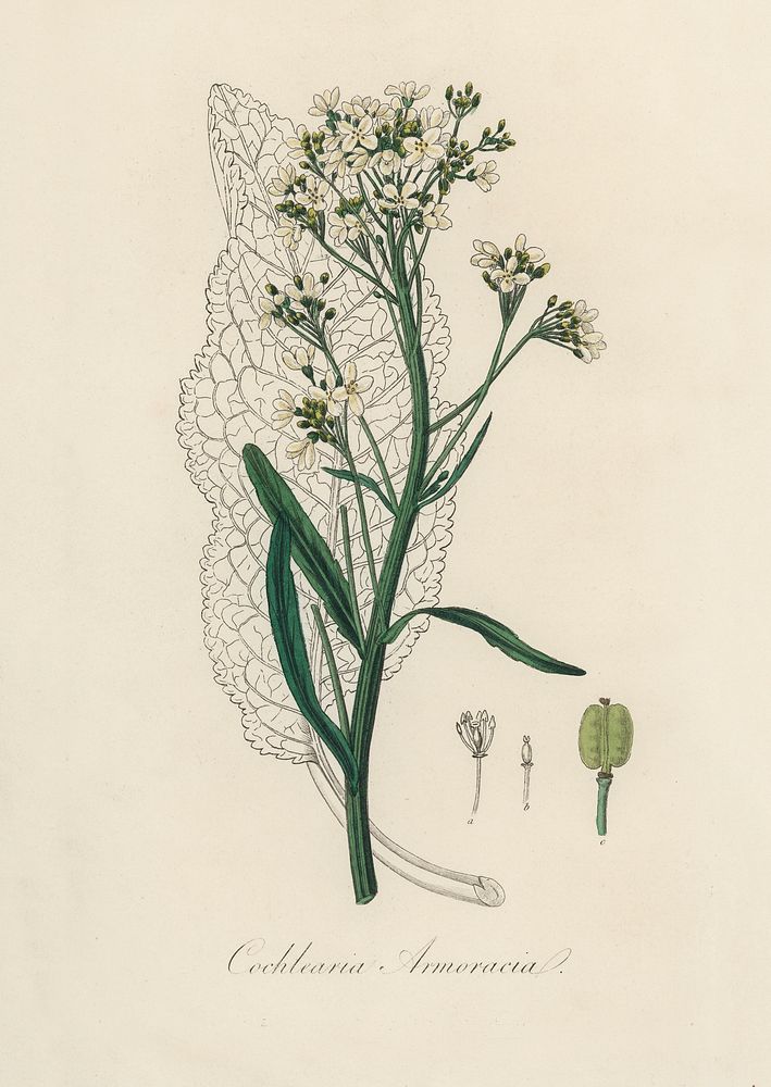Horseradish (Cochlearia armoracia) illustration. Digitally enhanced from our own book, Medical Botany (1836) by John…