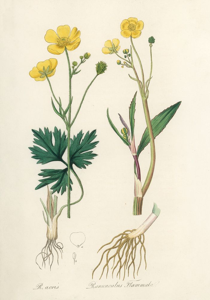 Lesser spearwort (Ranunculus flammula) illustration. Digitally enhanced from our own book, Medical Botany (1836) by John…