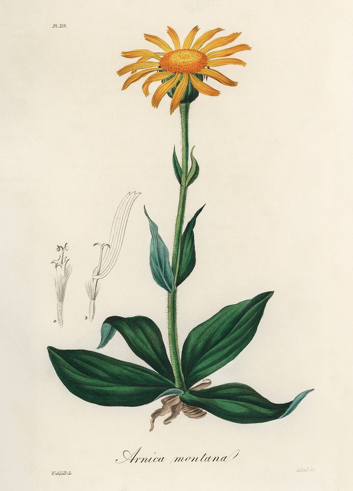 Mountain arnica (Arnica montana) illustration. Digitally enhanced from our own book, Medical Botany (1836) by John…
