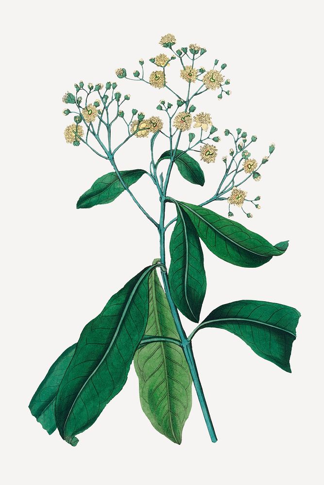 Psd botanical all spice medicinal plant sketch