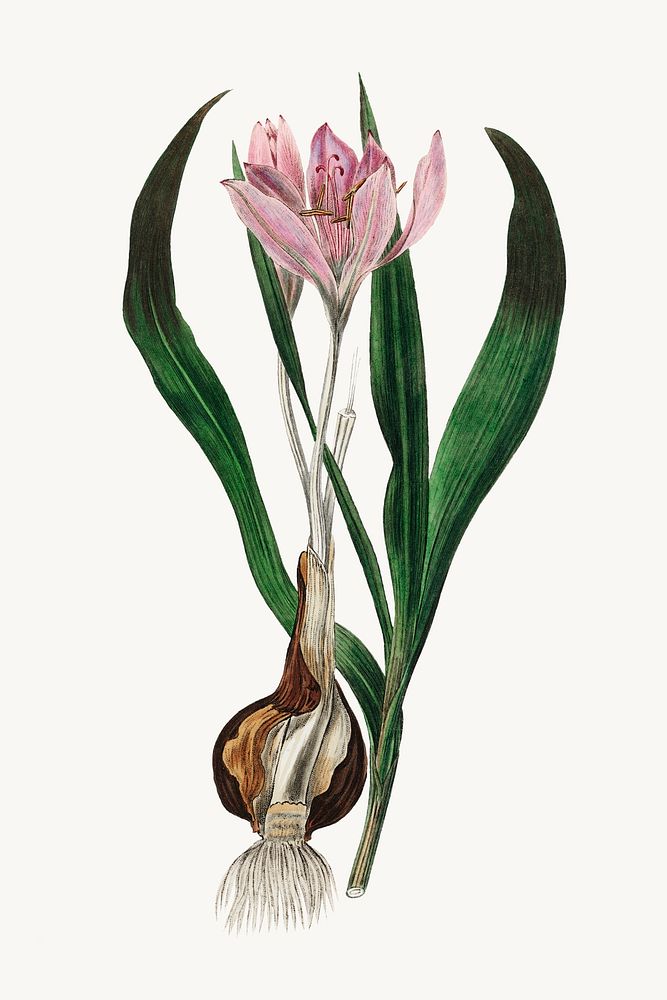 Botanical psd autumn crocus plant vintage sketch