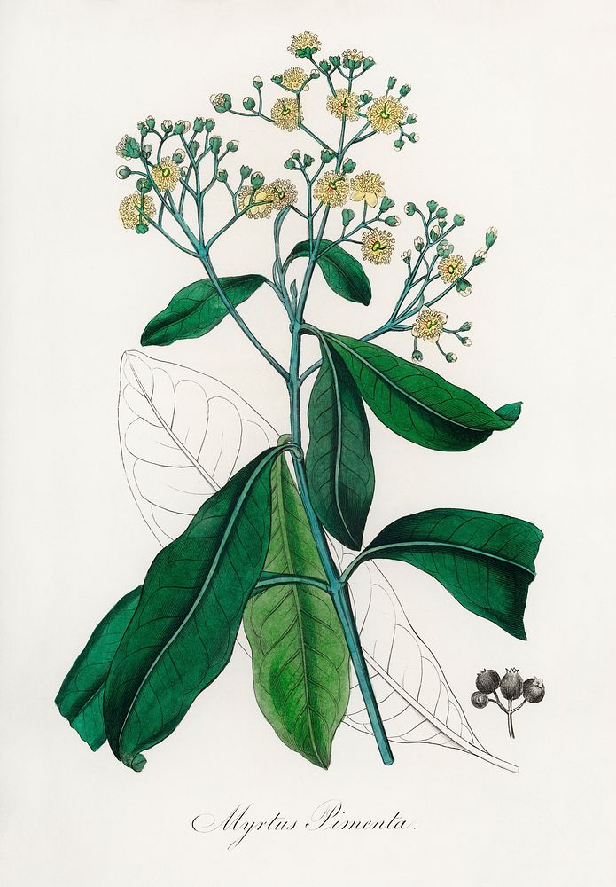 Allspice (Myrtus pimenta) illustration. Digitally enhanced from our own book, Medical Botany (1836) by John Stephenson and…