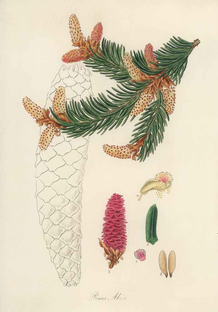 Norway spruce (Pinus Abies) illustration. Digitally enhanced from our own book, Medical Botany (1836) by John Stephenson and…