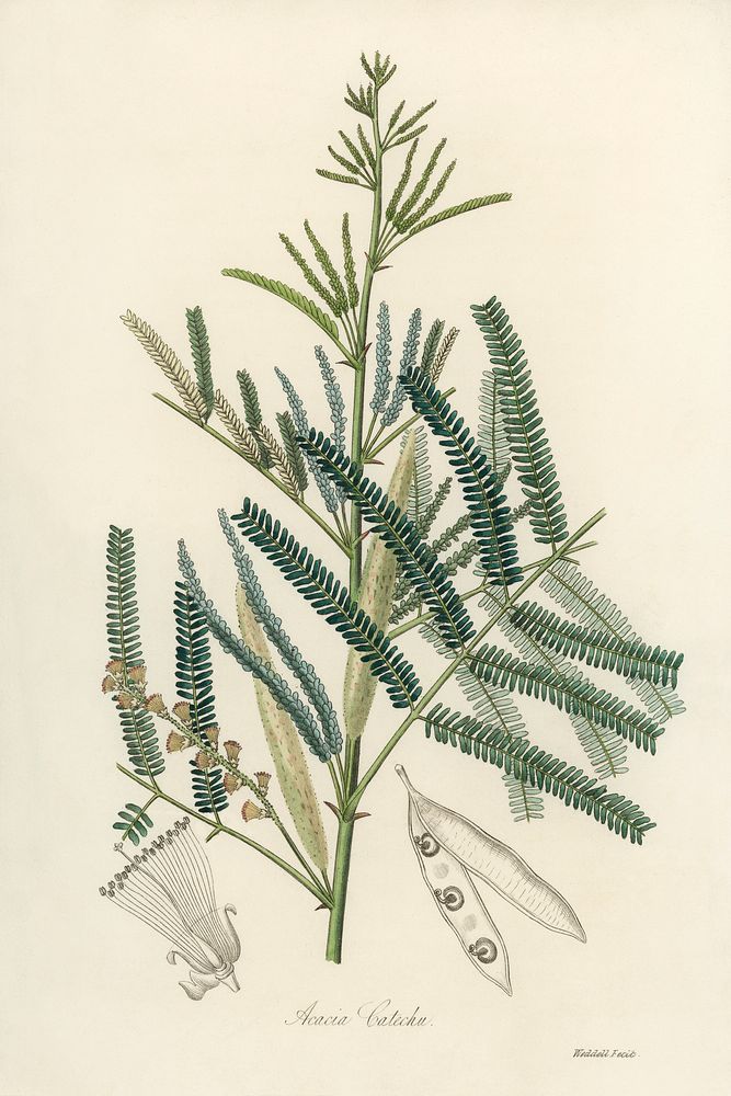 Mimosa catechu (Acacia catechu) illustration. Digitally enhanced from our own book, Medical Botany (1836) by John Stephenson…