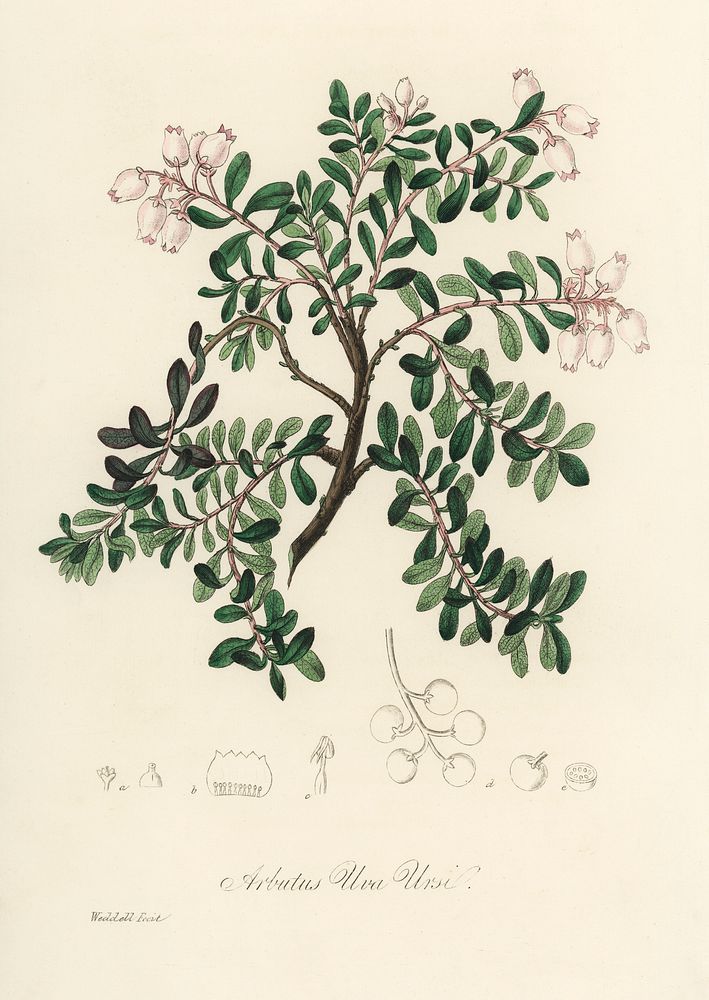 Bearberry (Arbutus uva ursi) illustration. Digitally enhanced from our own book, Medical Botany (1836) by John Stephenson…