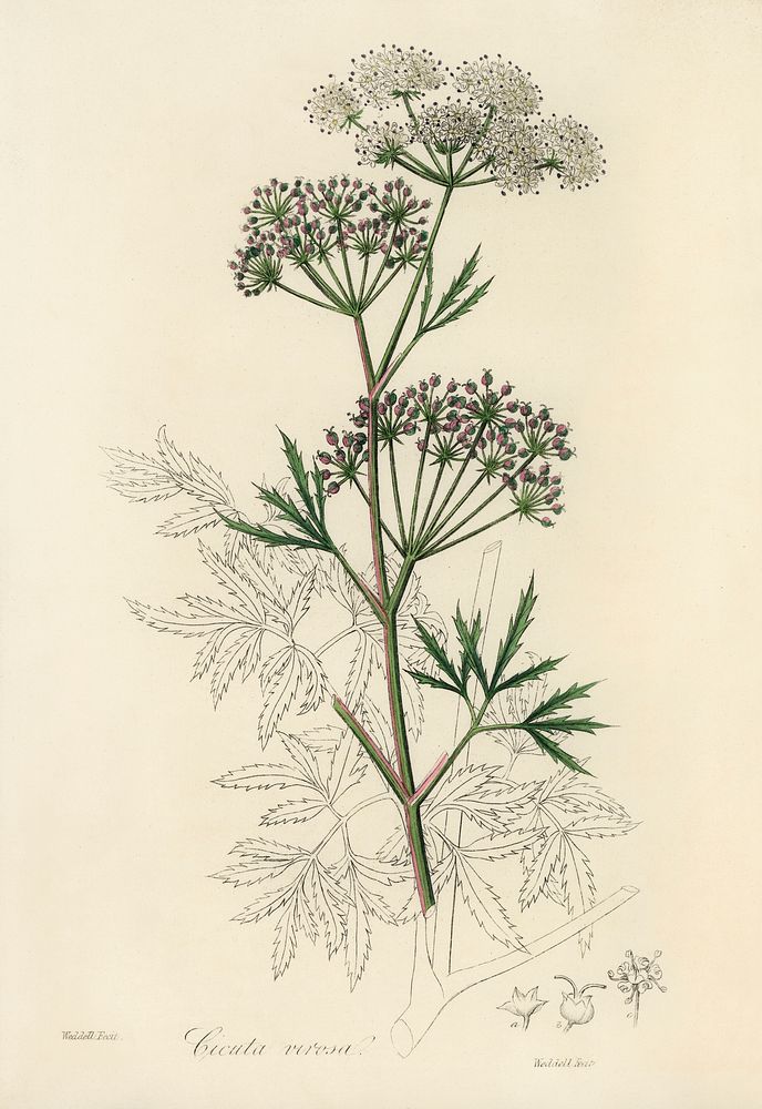Cowbane (Cicuta virosa) illustration. Digitally enhanced from our own book, Medical Botany (1836) by John Stephenson and…