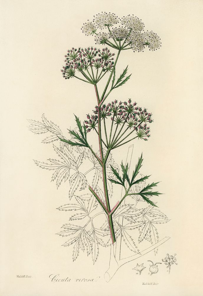 Cowbane (Cicuta virosa) illustration. Digitally | Free Photo ...