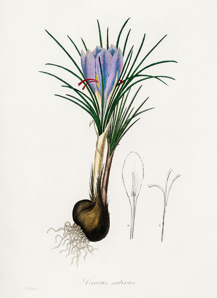 Saffron crocus (Crocus sativus) illustration. Digitally enhanced from our own book, Medical Botany (1836) by John Stephenson…