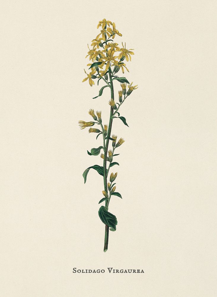 European goldenrod (Solidago virgaurea) illustration from Medical Botany (1836) by John Stephenson and James Morss Churchill.
