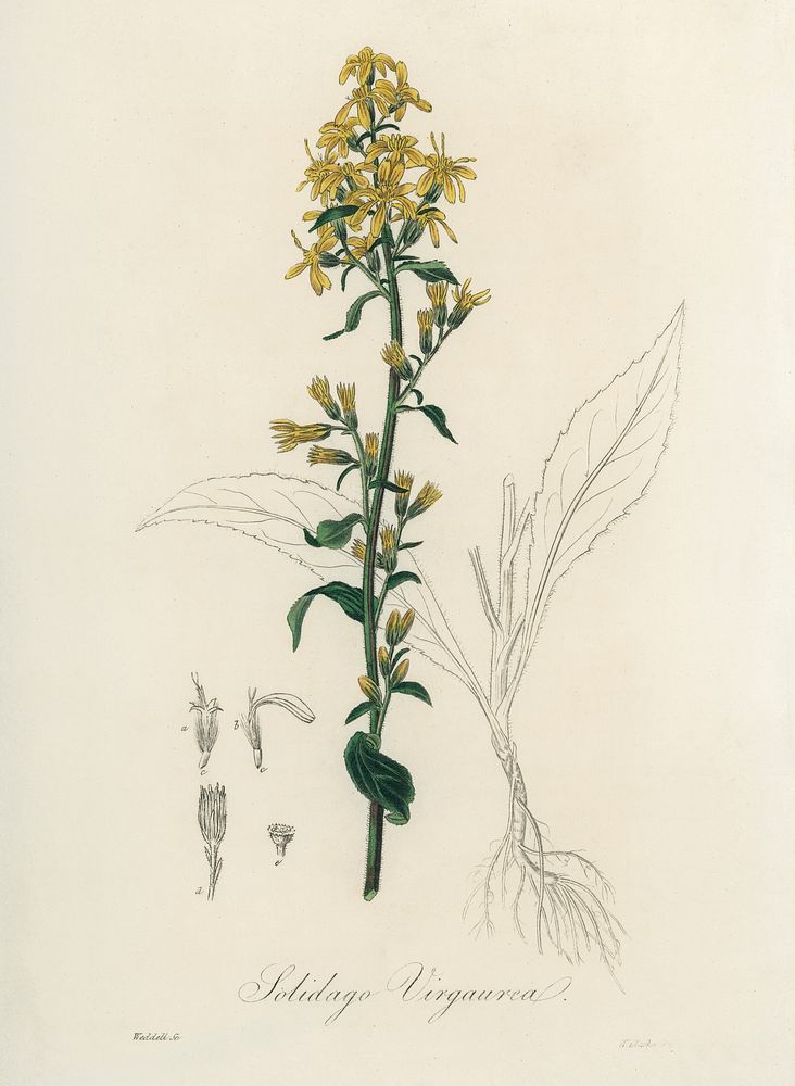 European goldenrod (Solidago virgaurea) illustration. Digitally enhanced from our own book, Medical Botany (1836) by John…