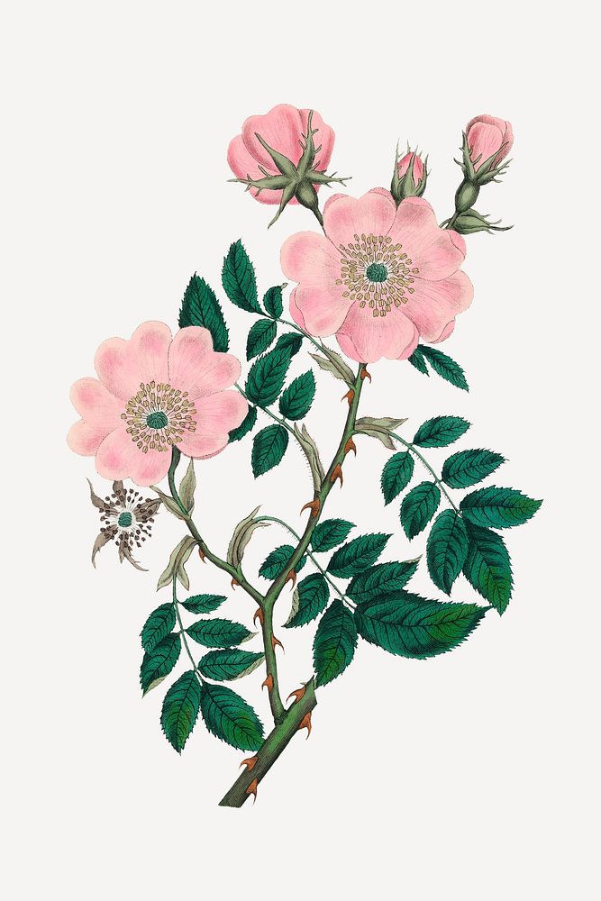 Vintage medicinal dog rose psd plant sketch