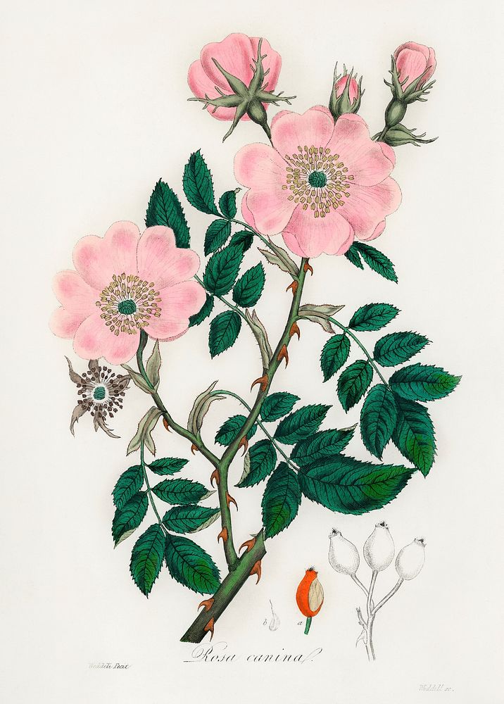 Dog rose (Rosa caninal) illustration. Digitally enhanced from our own book, Medical Botany (1836) by John Stephenson and…