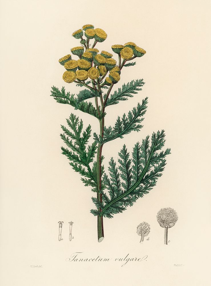Tansy (Tanacetum vulgare) illustration. Digitally enhanced from our own book, Medical Botany (1836) by John Stephenson and…