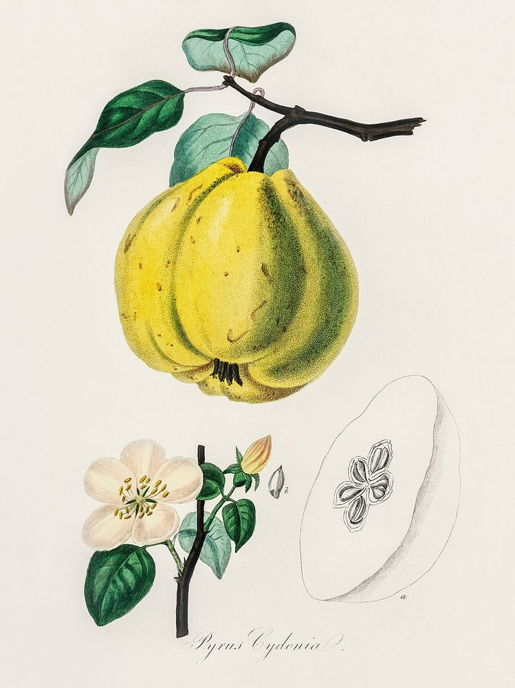 Quince (Pyrus cydonia) illustration. Digitally enhanced from our own book, Medical Botany (1836) by John Stephenson and…