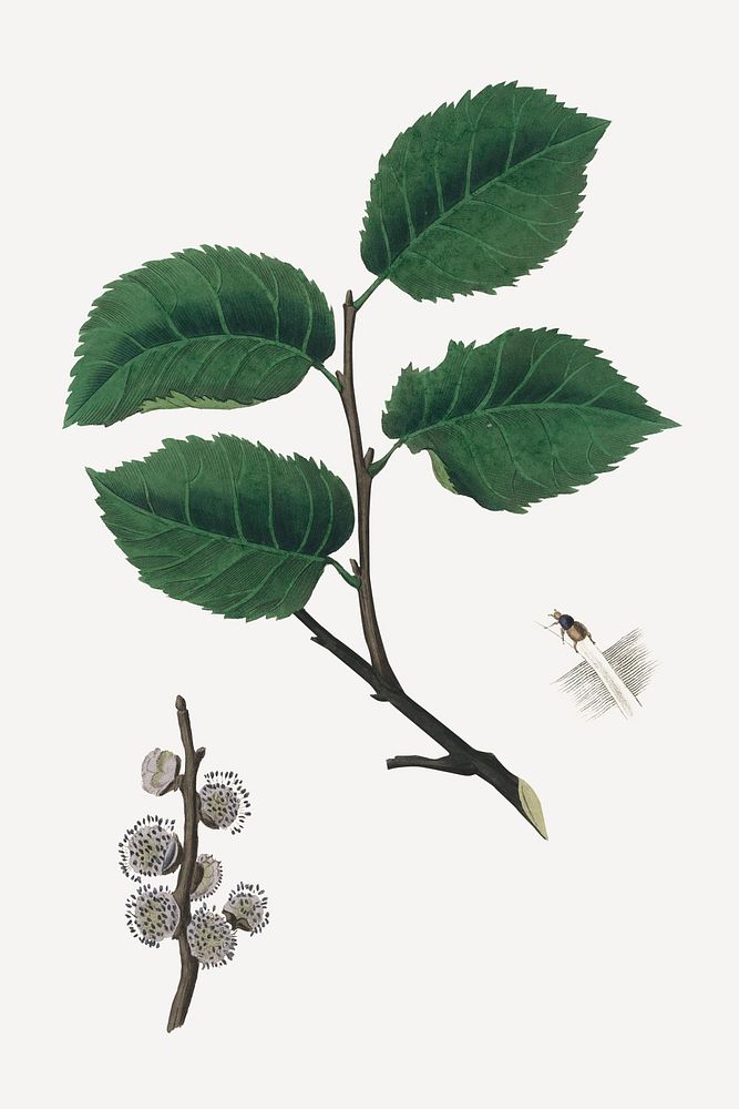 Botanical elm psd vintage plant sketch